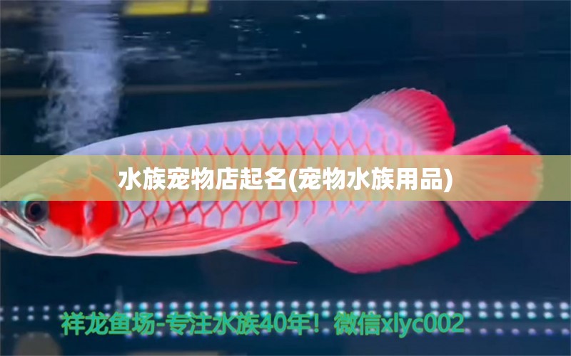 水族宠物店起名(宠物水族用品)