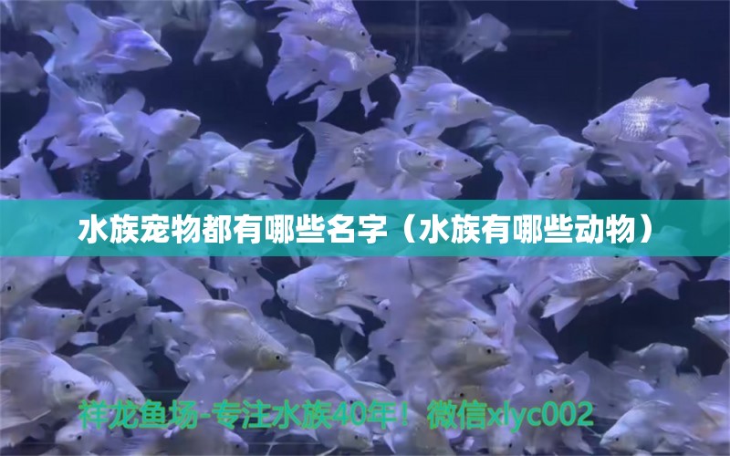 水族宠物都有哪些名字（水族有哪些动物） 观赏鱼水族批发市场