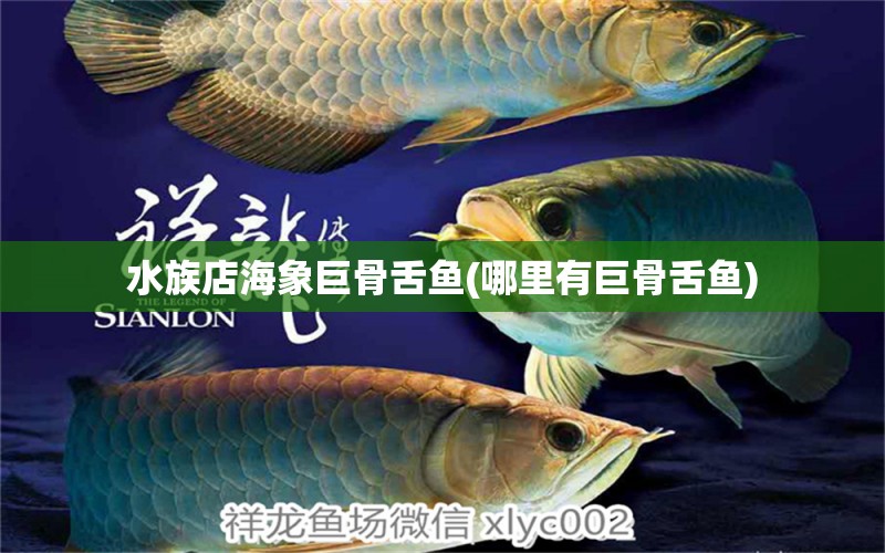 水族店海象巨骨舌鱼(哪里有巨骨舌鱼) 巨骨舌鱼