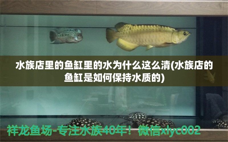 水族店里的鱼缸里的水为什么这么清(水族店的鱼缸是如何保持水质的) 女王大帆鱼 第1张