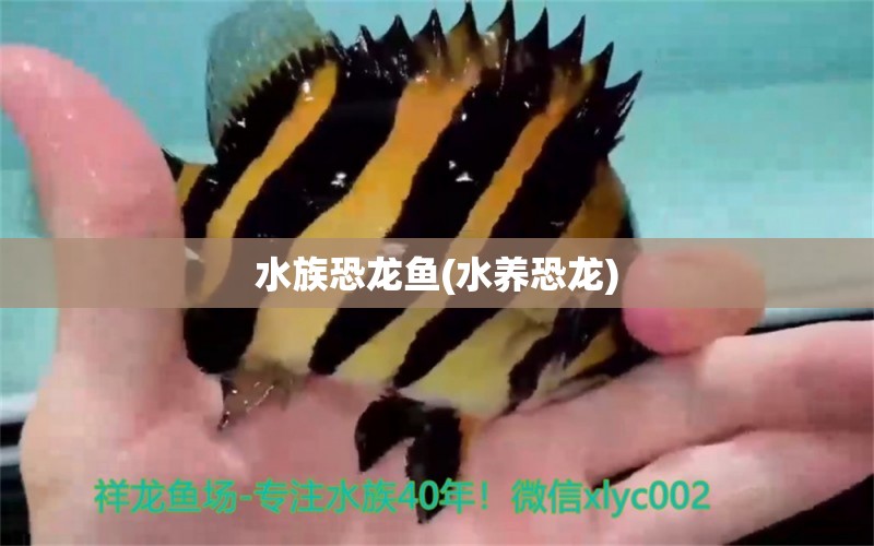 水族恐龙鱼(水养恐龙)