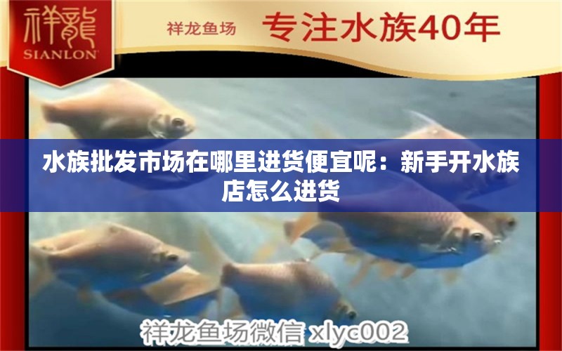 水族批发市场在哪里进货便宜呢：新手开水族店怎么进货