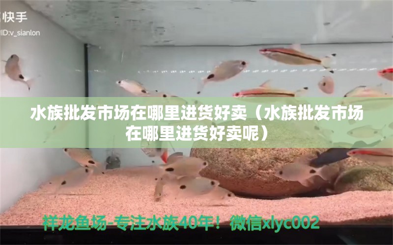 水族批发市场在哪里进货好卖（水族批发市场在哪里进货好卖呢） 观赏鱼水族批发市场