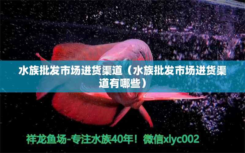 水族批发市场进货渠道（水族批发市场进货渠道有哪些） 观赏鱼水族批发市场