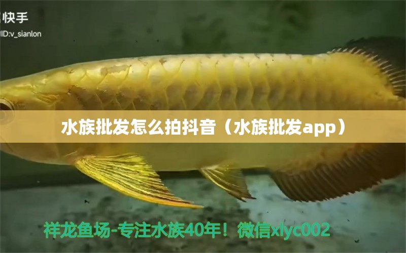 水族批发怎么拍抖音（水族批发app） 广州龙鱼批发市场