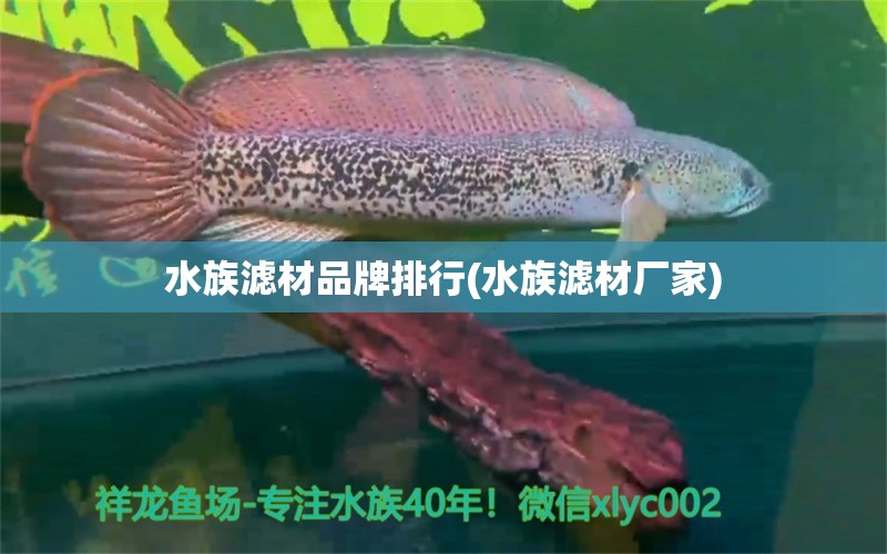 水族滤材品牌排行(水族滤材厂家)