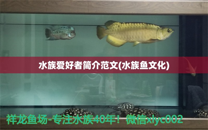 水族爱好者简介范文(水族鱼文化) 黄吉金龙（白子金龙鱼）