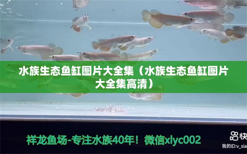 水族生态鱼缸图片大全集（水族生态鱼缸图片大全集高清）