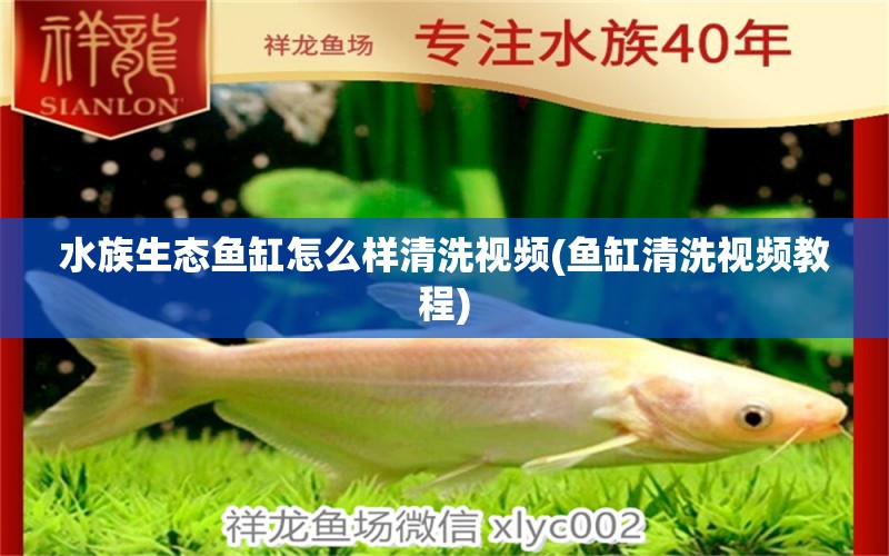 水族生态鱼缸怎么样清洗视频(鱼缸清洗视频教程) 其它水族用具设备