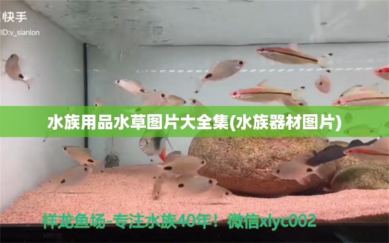 水族用品水草图片大全集(水族器材图片)