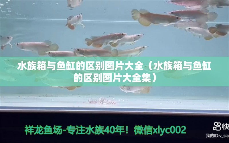 水族箱与鱼缸的区别图片大全（水族箱与鱼缸的区别图片大全集） 鱼缸/水族箱