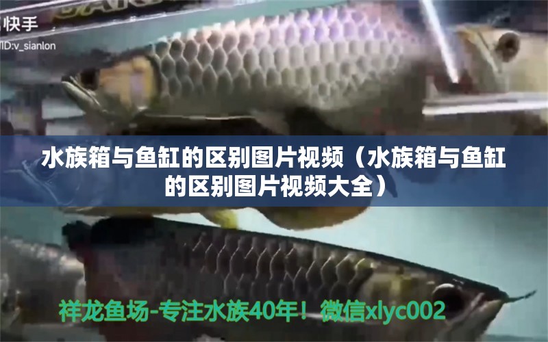 水族箱与鱼缸的区别图片视频（水族箱与鱼缸的区别图片视频大全） 其他益生菌