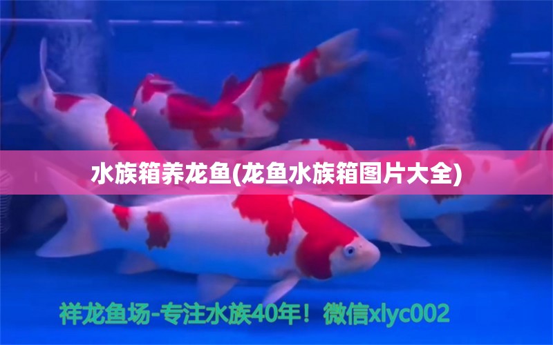 水族箱养龙鱼(龙鱼水族箱图片大全) 鱼缸/水族箱