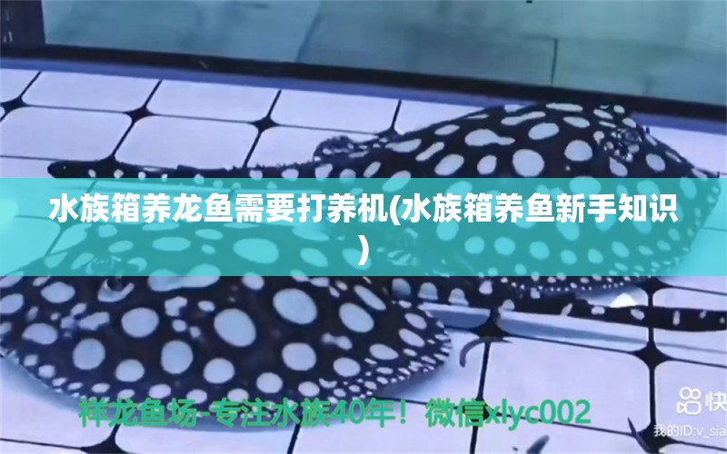 水族箱养龙鱼需要打养机(水族箱养鱼新手知识) 鱼缸/水族箱