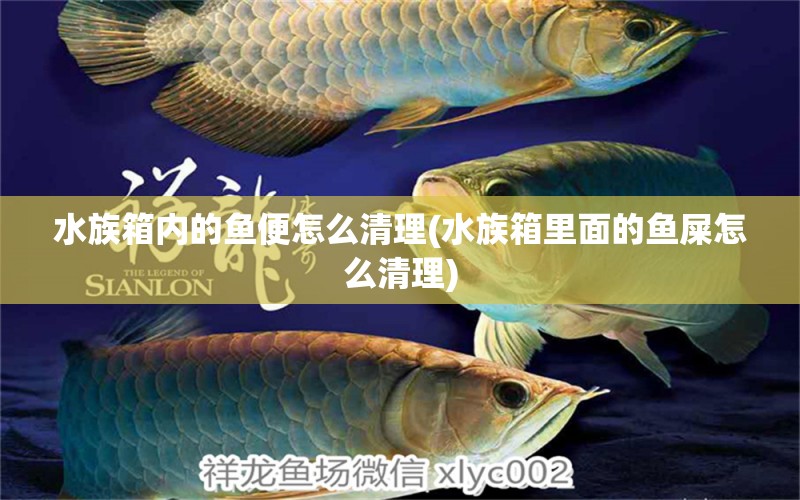 水族箱内的鱼便怎么清理(水族箱里面的鱼屎怎么清理) 鱼缸/水族箱