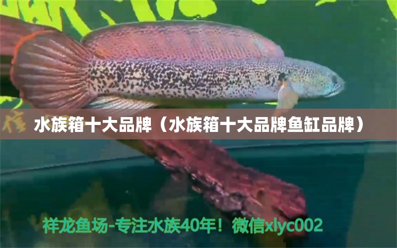 水族箱十大品牌（水族箱十大品牌鱼缸品牌） 鱼缸/水族箱