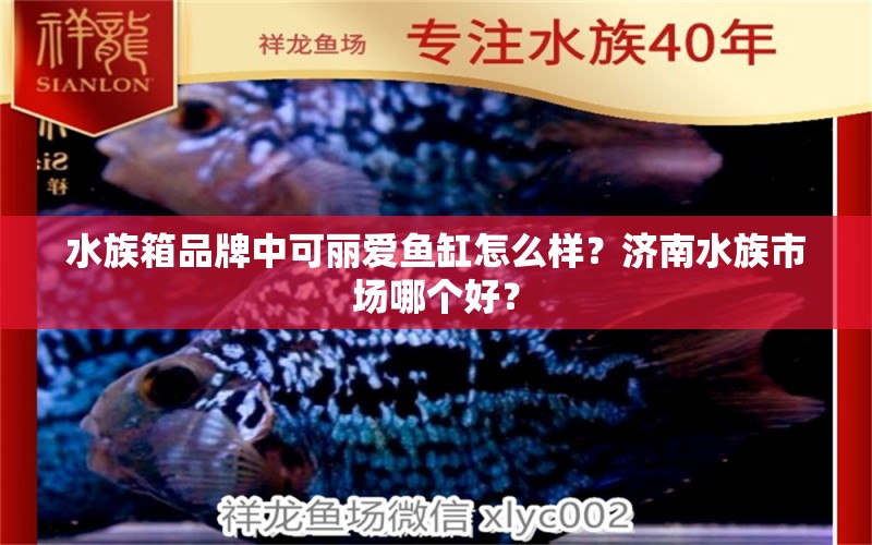 水族箱品牌中可丽爱鱼缸怎么样？济南水族市场哪个好？