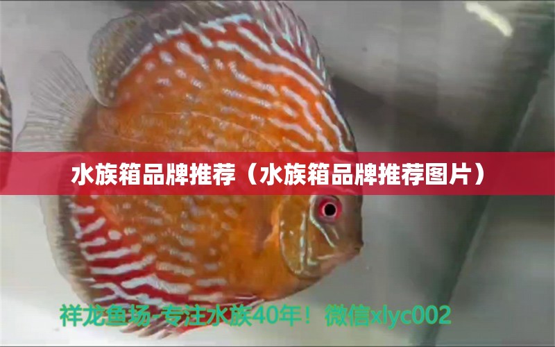 水族箱品牌推荐（水族箱品牌推荐图片）