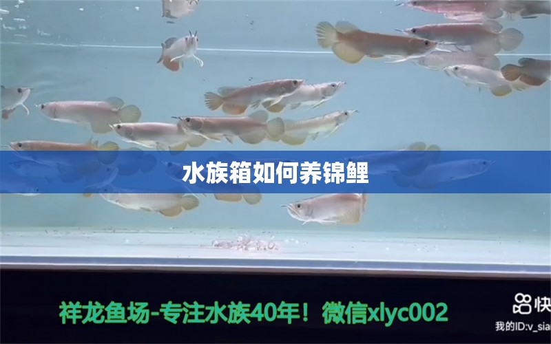 水族箱如何养锦鲤