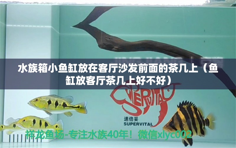 水族箱小鱼缸放在客厅沙发前面的茶几上（鱼缸放客厅茶几上好不好）