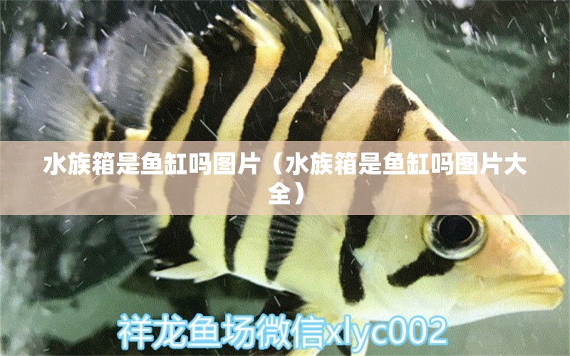 水族箱是鱼缸吗图片（水族箱是鱼缸吗图片大全） 鱼缸/水族箱