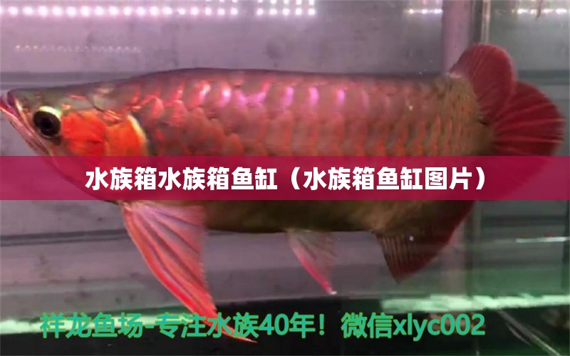 水族箱水族箱鱼缸（水族箱鱼缸图片）