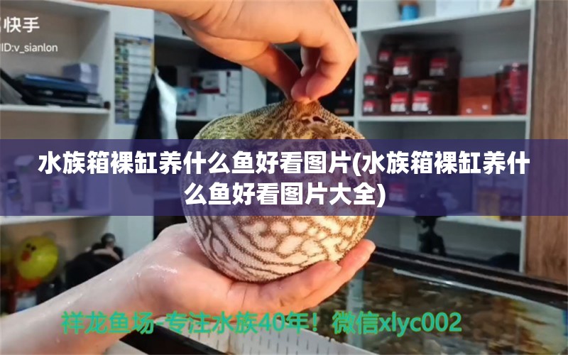 水族箱裸缸养什么鱼好看图片(水族箱裸缸养什么鱼好看图片大全)