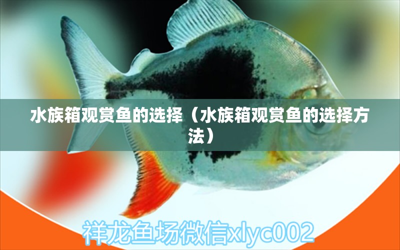 水族箱观赏鱼的选择（水族箱观赏鱼的选择方法） 鱼缸/水族箱