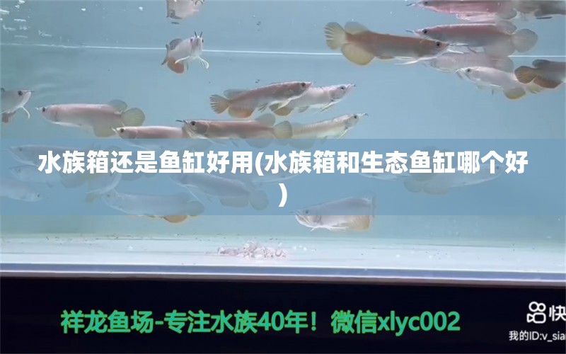 水族箱还是鱼缸好用(水族箱和生态鱼缸哪个好) 鱼缸/水族箱 第1张