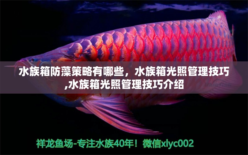 水族箱防藻策略有哪些，水族箱光照管理技巧,水族箱光照管理技巧介绍 虎鱼百科 第1张