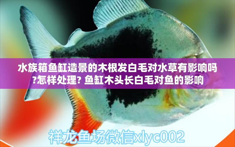 水族箱鱼缸造景的木根发白毛对水草有影响吗?怎样处理? 鱼缸木头长白毛对鱼的影响