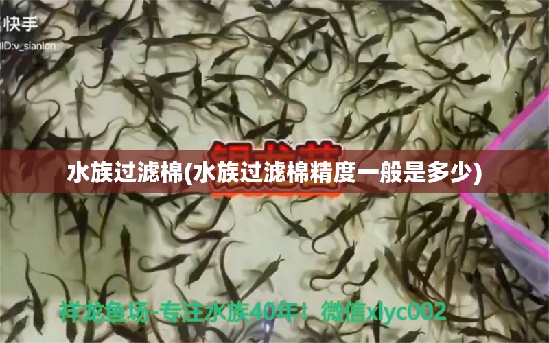 水族过滤棉(水族过滤棉精度一般是多少) 恐龙王鱼