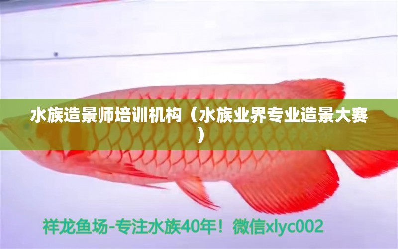 水族造景师培训机构（水族业界专业造景大赛）