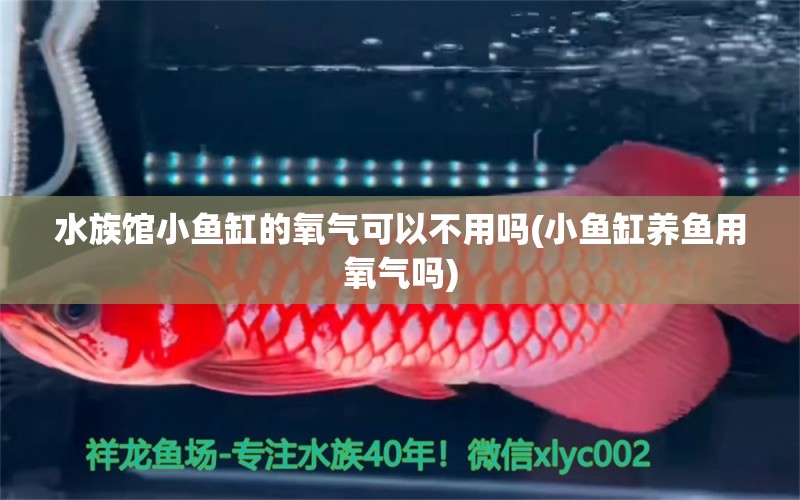 水族馆小鱼缸的氧气可以不用吗(小鱼缸养鱼用氧气吗) 野生埃及神仙鱼 第1张