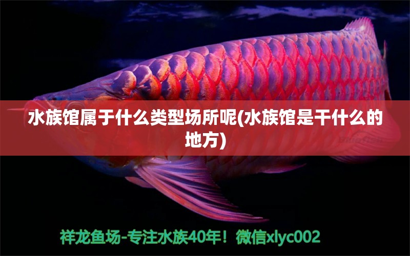 水族馆属于什么类型场所呢(水族馆是干什么的地方)