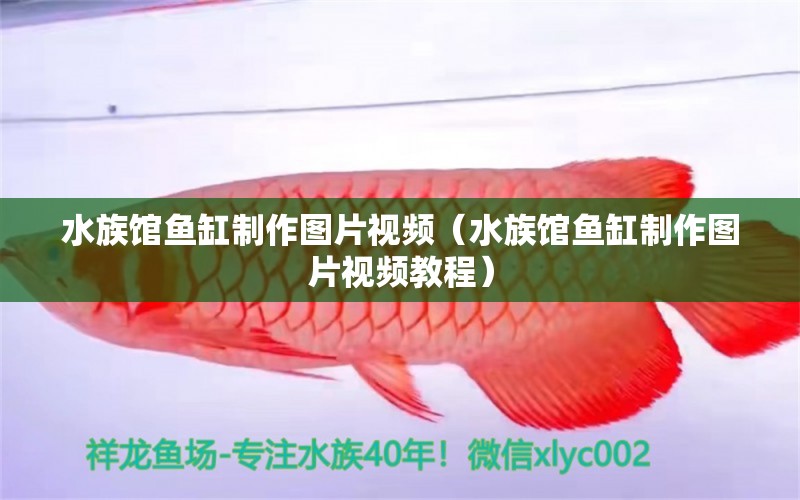 水族馆鱼缸制作图片视频（水族馆鱼缸制作图片视频教程） 观赏鱼市场（混养鱼）