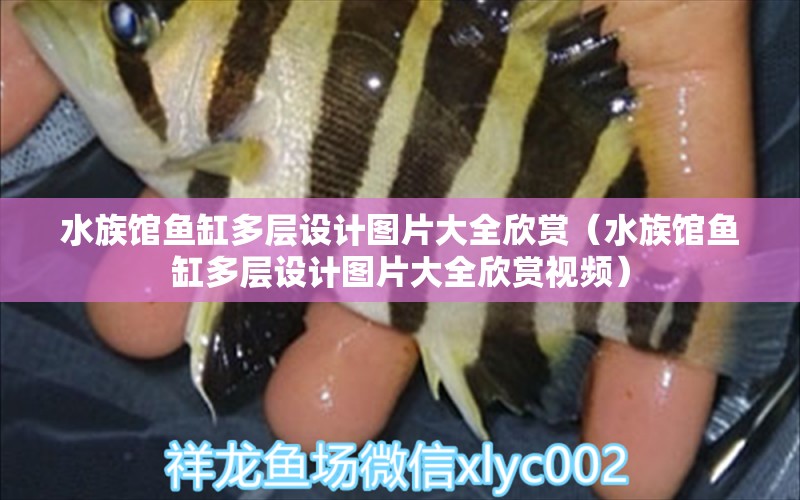 水族馆鱼缸多层设计图片大全欣赏（水族馆鱼缸多层设计图片大全欣赏视频） 恐龙王鱼