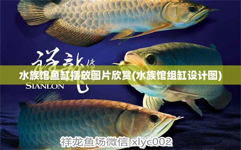 水族馆鱼缸摆放图片欣赏(水族馆组缸设计图)