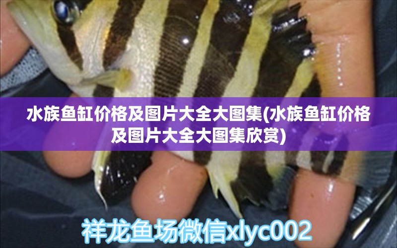 水族鱼缸价格及图片大全大图集(水族鱼缸价格及图片大全大图集欣赏) 绿皮辣椒小红龙