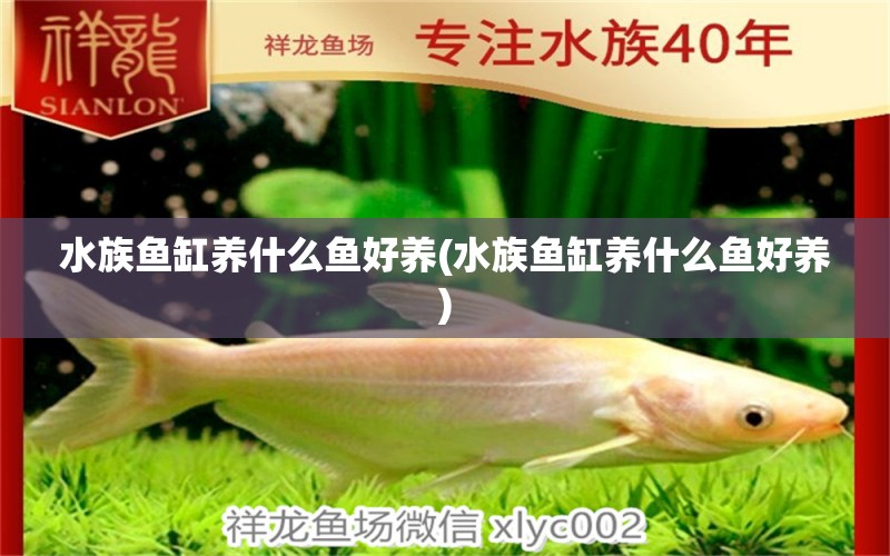 水族鱼缸养什么鱼好养(水族鱼缸养什么鱼好养)