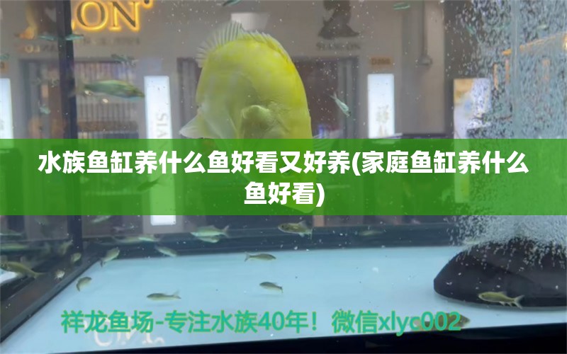 水族鱼缸养什么鱼好看又好养(家庭鱼缸养什么鱼好看)