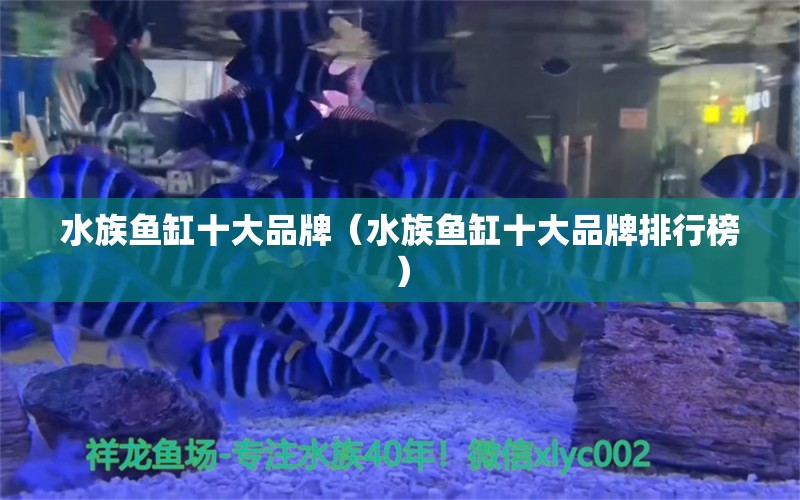 水族鱼缸十大品牌（水族鱼缸十大品牌排行榜） 野生埃及神仙鱼