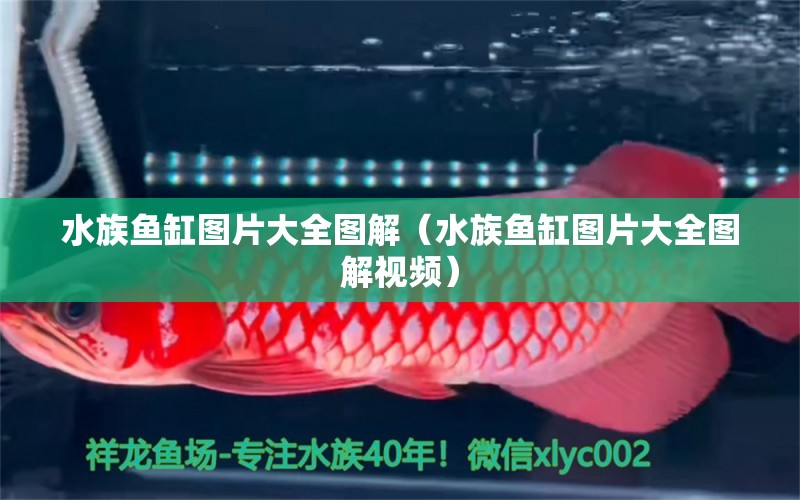 水族鱼缸图片大全图解（水族鱼缸图片大全图解视频） 熊猫异形鱼L46