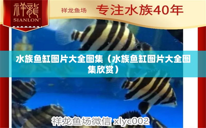 水族鱼缸图片大全图集（水族鱼缸图片大全图集欣赏） 星座运势