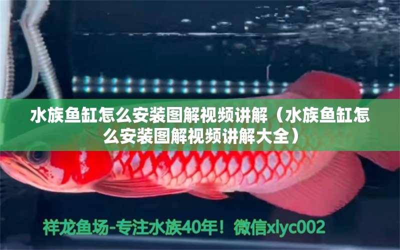 水族鱼缸怎么安装图解视频讲解（水族鱼缸怎么安装图解视频讲解大全） 黄金达摩鱼