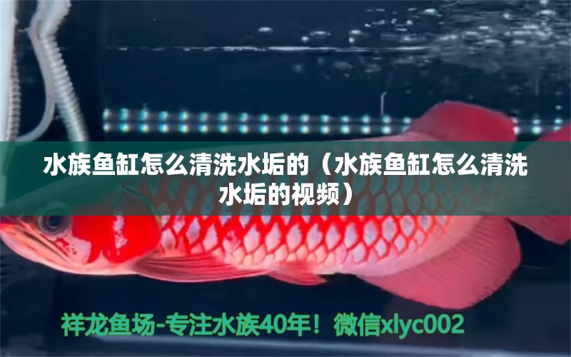 水族鱼缸怎么清洗水垢的（水族鱼缸怎么清洗水垢的视频）