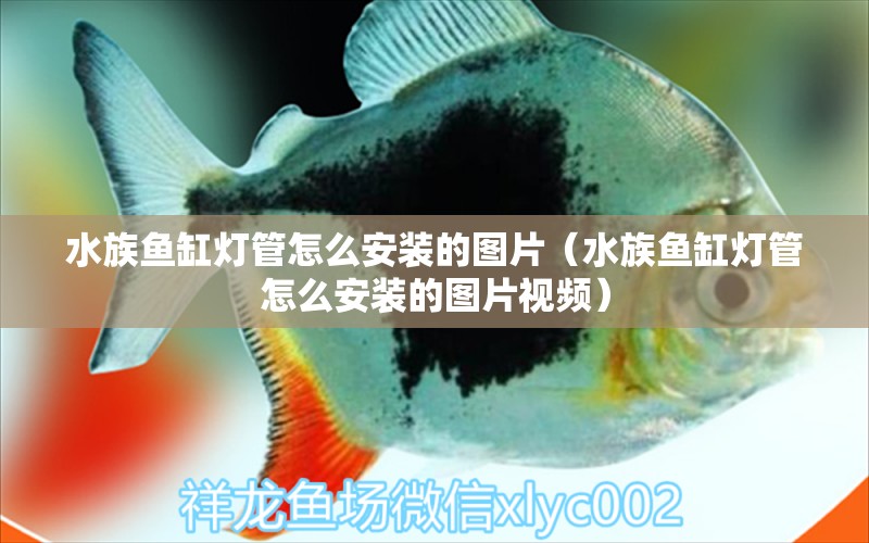 水族鱼缸灯管怎么安装的图片（水族鱼缸灯管怎么安装的图片视频） 野彩鱼