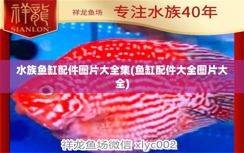 水族鱼缸配件图片大全集(鱼缸配件大全图片大全) 白子银龙苗（黄化银龙苗） 第1张