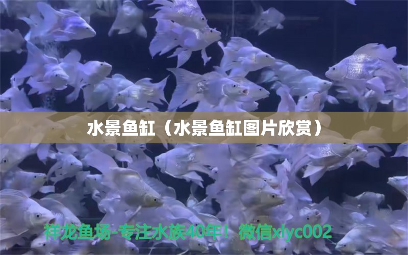 水景鱼缸（水景鱼缸图片欣赏） 祥龙鱼场