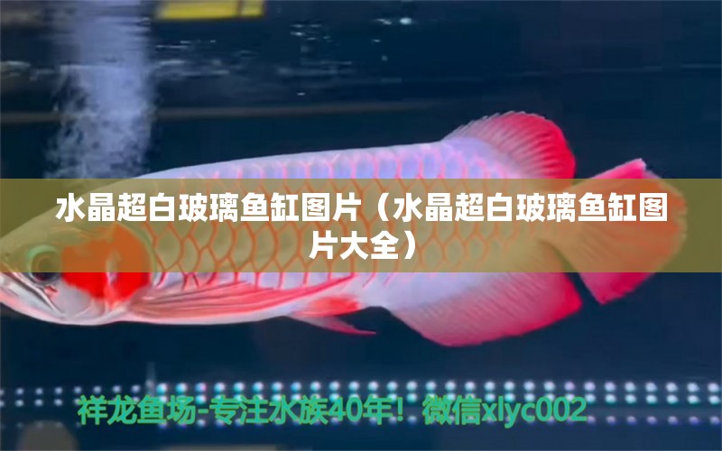 水晶超白玻璃鱼缸图片（水晶超白玻璃鱼缸图片大全）